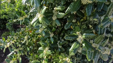 View of Holly Tree in the Breeze Stock Footage 307338269