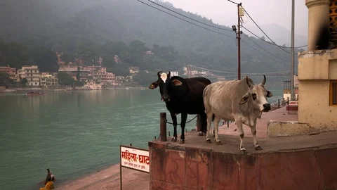 View of the Holy Ganges River from the holy city of Rishikesh Video stock 120328762