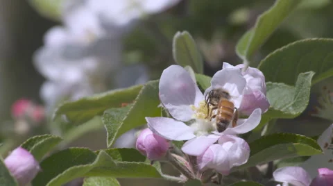 View of honey bees on blossoms Stock Footage 56258400