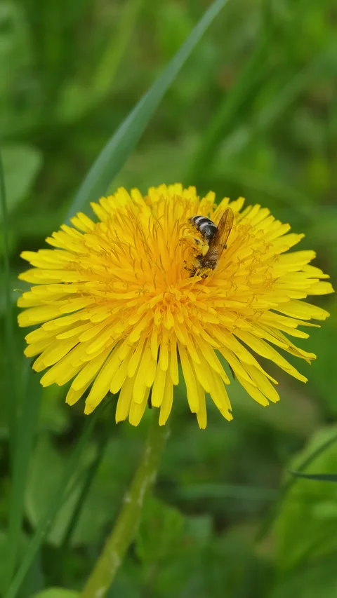 View of a honeybee gathering pollen from a vibrant yellow dandelion flower. Stock Footage 335594113