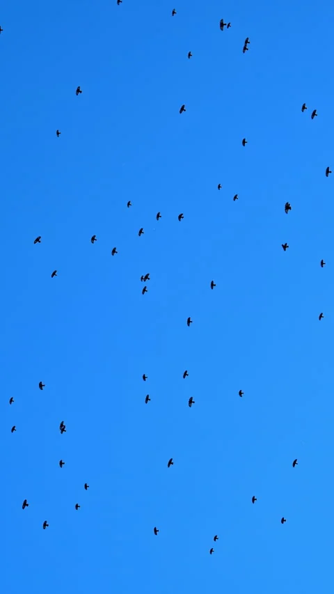 View of a horde of crows flying in circles on a blue sky on the background. Stock Footage 304401415