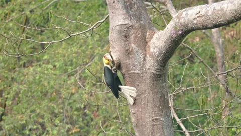 View of a hornbill perched on a tree trunk in the forest, China. Vídeos de archivo 335763831