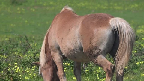 View of a horse grazing in the green fields of Quinta do Pisao, Portugal. Stock-Footage 333527339