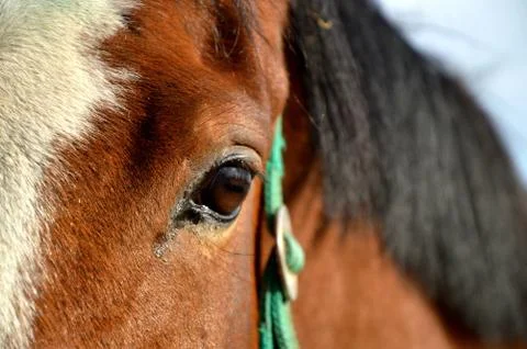 View horse Stock Photos