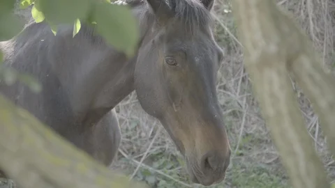 View of the horse through the branches of a tree Stockbeeldmateriaal 128281907