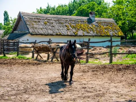 View on a horse in the yard Foto stock