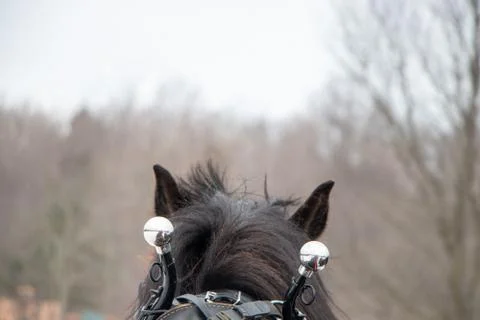 View of a horse's head pulling sled in winter woods Stock Photos