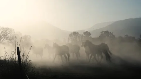 View of horses running in a dusty field in Argentina. Stock-Footage 343682801