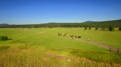 View of Horses Running in Open Green Field with Blue Sky by Aerial Drone Stock Footage 65765685