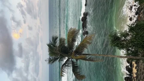 The view from the hotel window to the seashore. a palm tree by the sea Stock Footage 274659223