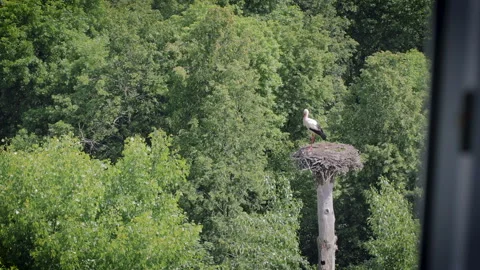 View from the hotel window on the white stork standing in the nest Stock Footage 96307766