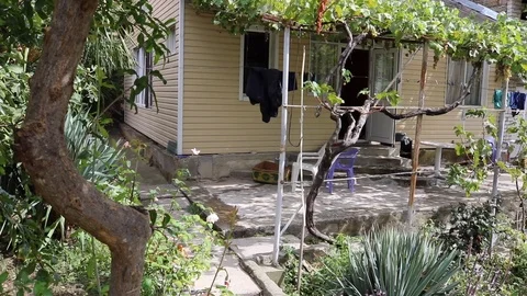 The view of the house with a grape tree and plants Stock Footage 95053672