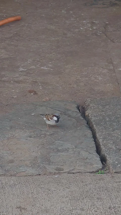 View of house sparrow bird playing on ground showing lively natural behavior Stock Footage 339080986