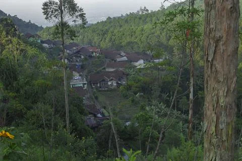 The view of the house surrounded by tall trees Stock-Fotos