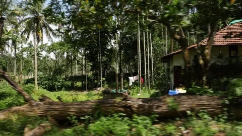 View of house surrounded by trees, Forest trees Stock Footage 156966903