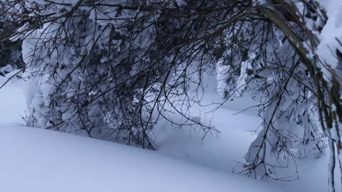 View from a house window overlooking a snow-covered countryside yard with trees. Stock Footage 326095476