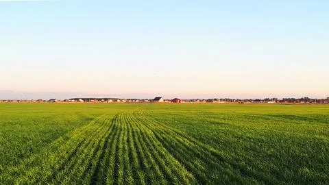 View of housing at the end of the rice fields. Stock Photos