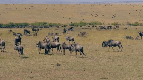View Of A Huge Herd Of Wildebeest That Graze In The Savannah Reserve Maasai Mara Vidéo 95898931