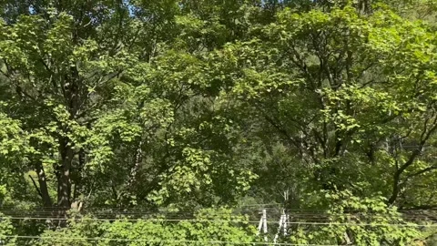 A view of a huge mountain green forest Stock Footage 250837515