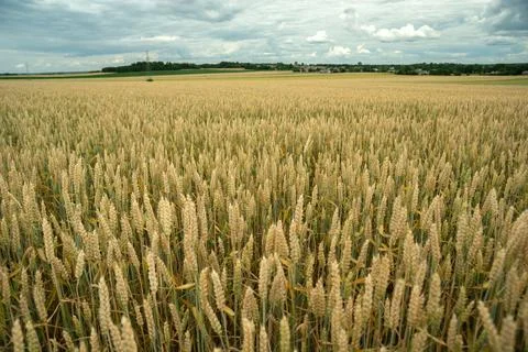 View of a huge wheat field on a cloudy day Stock Photos