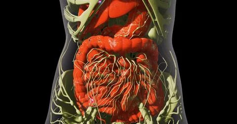 View of human internal organs highlighting the digestive system Stock Illustration