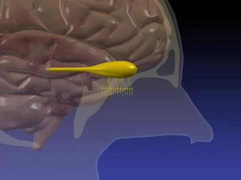View of human nasal passage with brain and the olfactory bulb, the center of the Illustrazione stock
