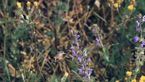 View of hummingbirds Stock Footage 234672883