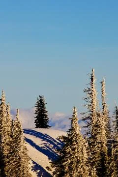 The view from Hurricane Ridge over the pine trees and forest, Olympic Natio.. Stock Photos