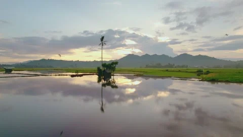 View hut, coconut tree and paddies field at shine rise or sunset  with birds Video stock 241382200