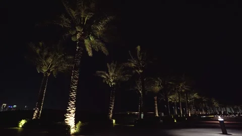 View of illuminated palm trees at night in Doha, Qatar. Stock Footage 339914798