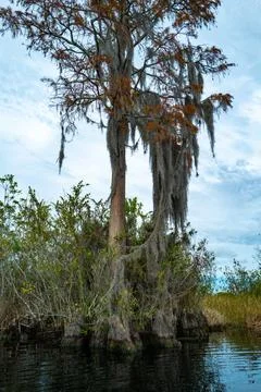 View image of swamp cypress trees reflecting in the calm water in the swamp.. Stock Photos