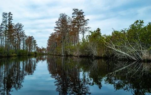 View image of swamp cypress trees reflecting in the calm water in the swamp.. Fotos de archivo