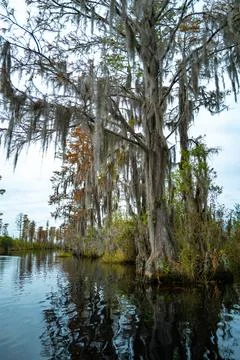 View image of swamp cypress trees reflecting in the calm water in the swamp.. Фото