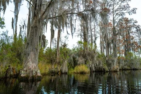 View image of swamp cypress trees reflecting in the calm water in the swamp.. Stock Photos