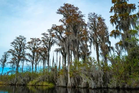 View image of swamp cypress trees reflecting in the calm water in the swamp.. Stock Photos