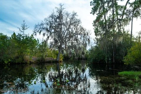 View image of swamp cypress trees reflecting in the calm water in the swamp.. 스톡 사진