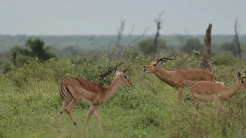 View of impalas in Kruger National Park, South Africa. Vídeos de archivo 335608917