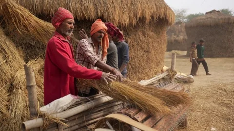 View of Indian farmers processing harvested rice straw, India. Stock Footage 335483334