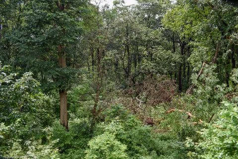 View of Indian forest Stock Photos