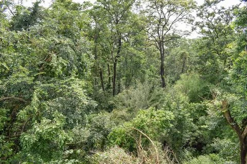 View of Indian forest Foto stock