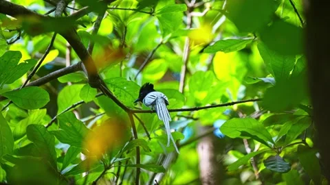 A View Of Indian Paradise Flycatcher (Terpsiphone paradisi) Perched On A Vídeo Stock 334475601