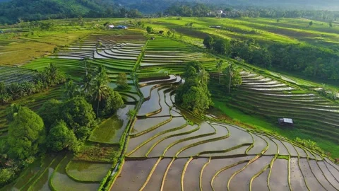 View of Indonesia in the morning the atmosphere of a rice field village Stock Footage