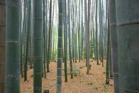 View from inside a bamboo forest at pedestrian height Stock Photos