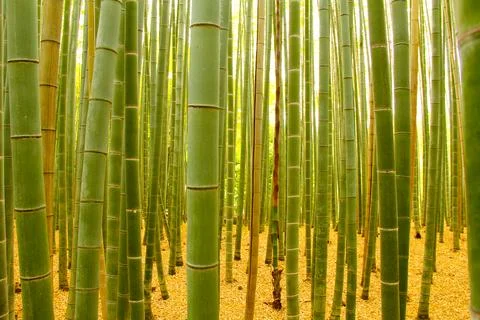 View from inside a bamboo forest at pedestrian height Stock Photos