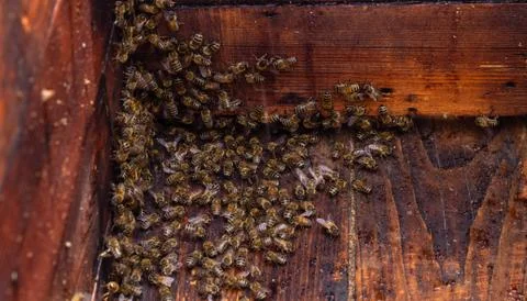 A view from the inside of the beehive, inspecting after catching and installing  Foto stock
