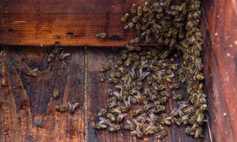 A view from the inside of the beehive, inspecting after catching and installing  Stock Photos