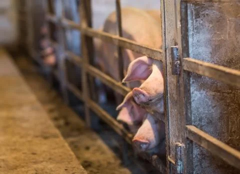View of Inside of Big breeding pig farm. Stock Photos