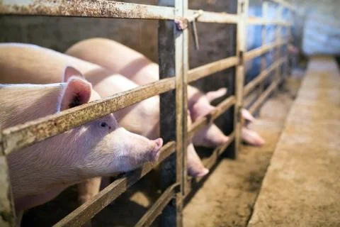 View of Inside of Big breeding pig farm. Stock Photos