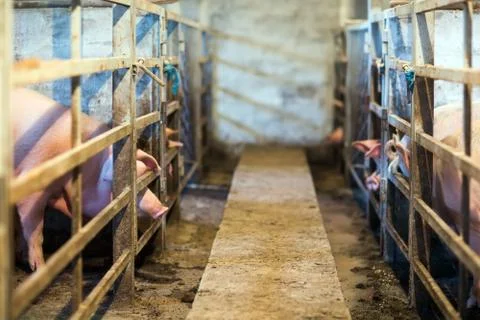 View of Inside of Big breeding pig farm. Foto stock