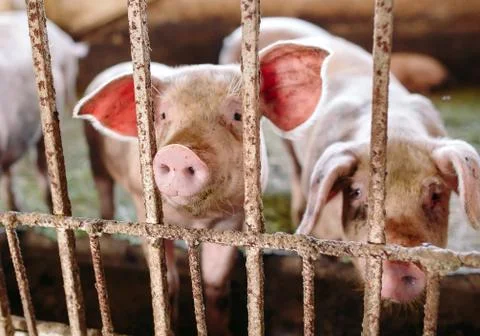 View of Inside of Big breeding pig farm. Stock Photos